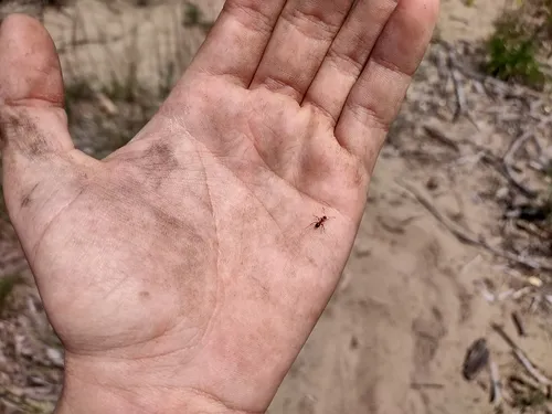 Formica vinculans