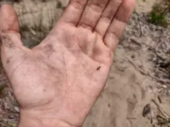Formica vinculans thumbnail 1