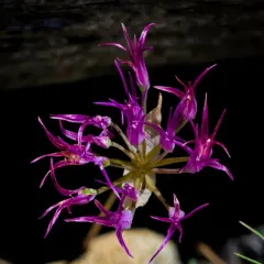 scytheleaf onion thumbnail 3