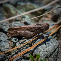 California Sulphur-winged Grasshopper thumbnail 4
