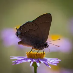 Hedgerow Hairstreak thumbnail 2
