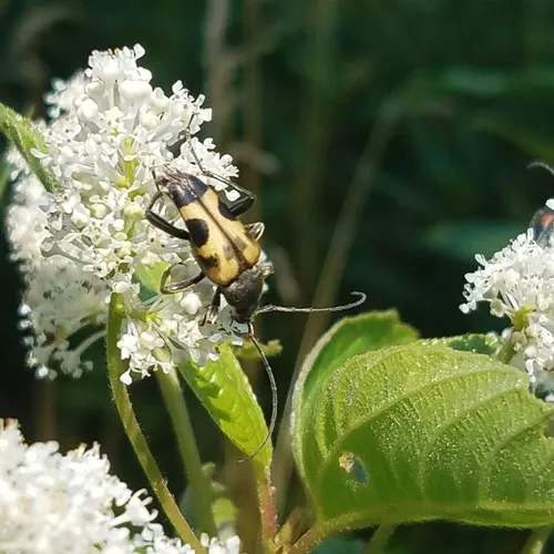 Chestnut Longhorn Beetle