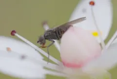 Neopelomyia rostrata thumbnail 2