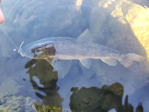 Shortnose Sucker