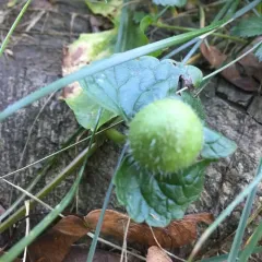 Glechoma gall wasp thumbnail 2