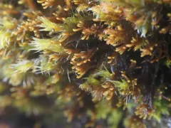 Tetralophozia filiformis thumbnail 2