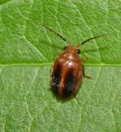 Black-spotted Marsh Beetle thumbnail 3