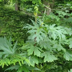 Giant Hogweed thumbnail 3