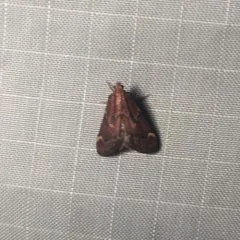 Red-shawled Moth thumbnail 4