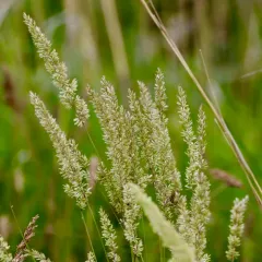 Prairie Junegrass thumbnail 2
