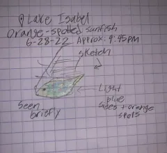 Orangespotted Sunfish thumbnail 1