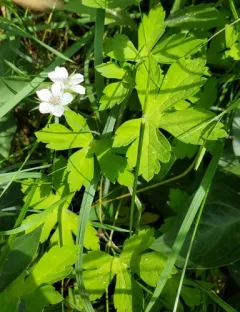 Thunberg's Geranium thumbnail 3