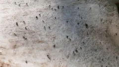 Antler Fly thumbnail 3