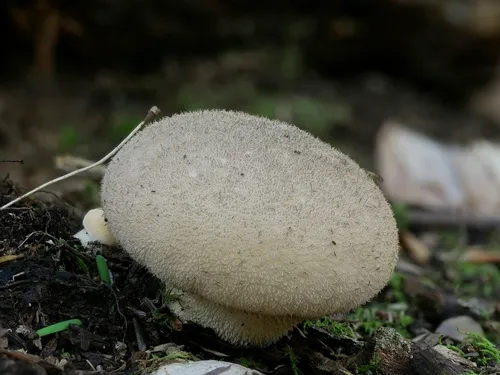 Smooth Puffball