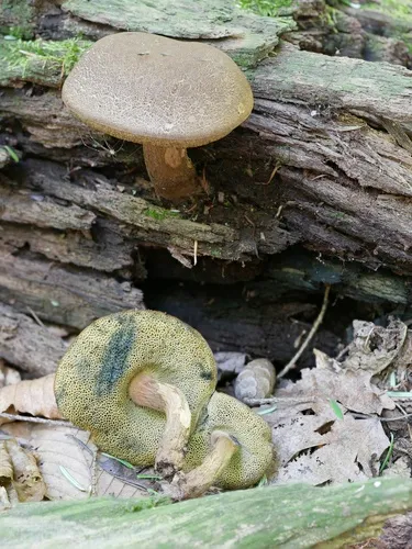 Boletellus chrysenteroides