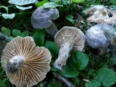 Fire-milk Lactarius thumbnail 1