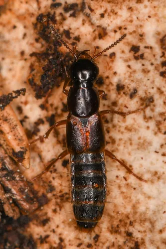 Quedionuchus plagiatus