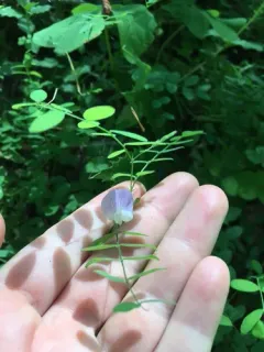 Torrey's Pea thumbnail 2