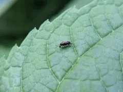 Blistered Tumbling Flower Beetle thumbnail 3