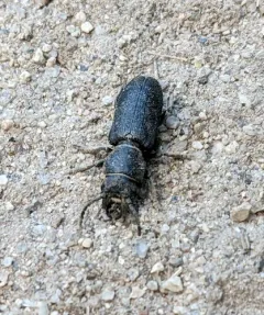 Neospondylis upiformis thumbnail 2