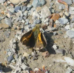 Draco Skipper thumbnail 2