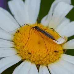 Toxorhina muliebris thumbnail 2