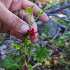 gummy gooseberry thumbnail 2
