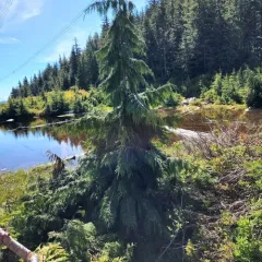 Alaska yellow cedar thumbnail 1