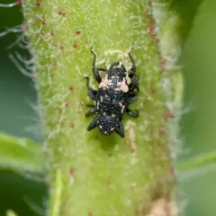 Pitted Hidden Snout Weevil thumbnail 2