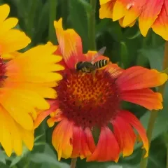 Pugnacious Leafcutter Bee thumbnail 4