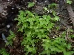 Epipterygium biauritum thumbnail 2