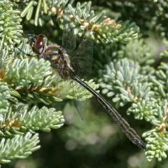 Delicate Emerald thumbnail 3