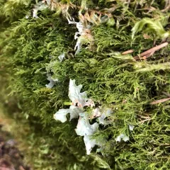 Cabbage Lung Lichen thumbnail 2