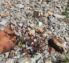 Hornemann's Willowherb thumbnail 2