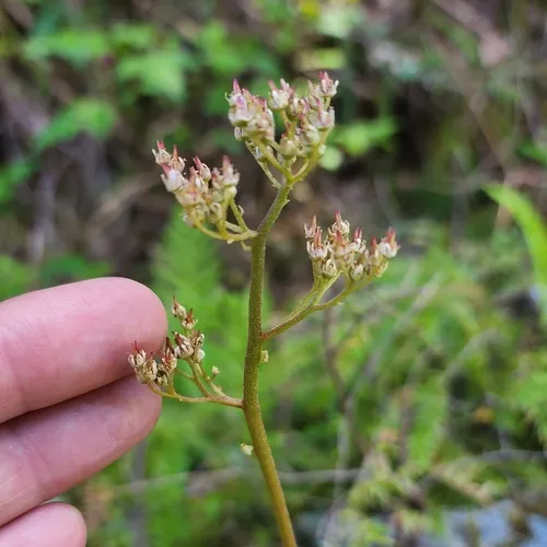 leatherleaf saxifrage