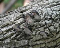Datroniella scutellata thumbnail 2