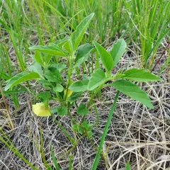 Virginia groundcherry thumbnail 3