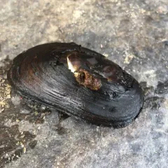 Eastern Elliptio thumbnail 2