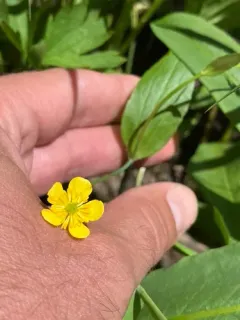Mountain Buttercup thumbnail 3