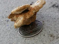 Inocutis rheades thumbnail 1