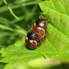 Russet Alder Leaf Beetle thumbnail 2