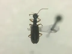 Leptotrachelus dorsalis thumbnail 4