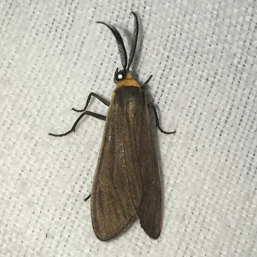 Yellow-collared Scape Moth