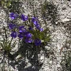 Rocky Mountain Fringed Gentian thumbnail 3