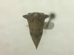 Telamona maculata thumbnail 3