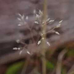 Silver Hairgrass thumbnail 4