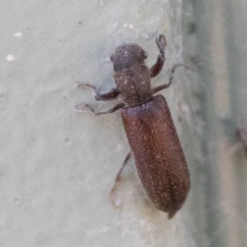 Melalgus confertus