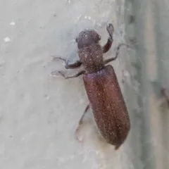 Melalgus confertus thumbnail 1