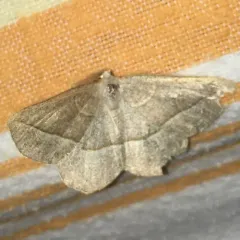 Confused Eusarca Moth thumbnail 2
