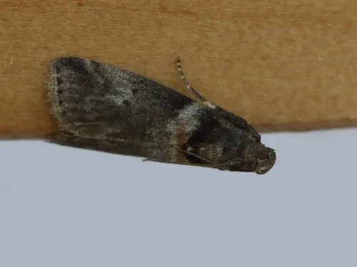 Salebriaria tenebrosella